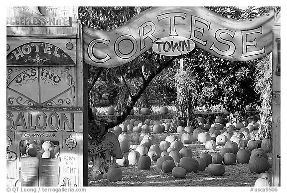 Pumpkin patch. San Jose, California, USA (black and white)