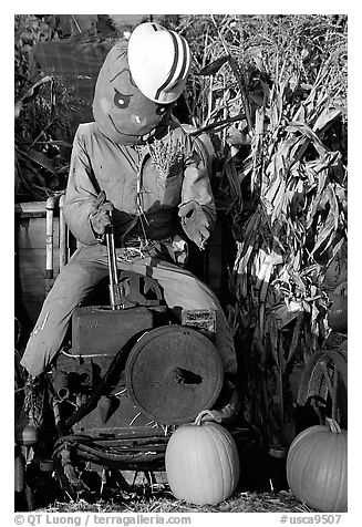 Scarecrow, Pumpkin patch. San Jose, California, USA (black and white)