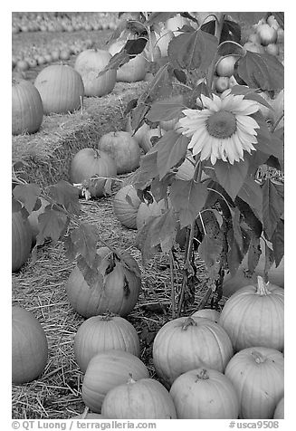 Sunflower and pumpkins. San Jose, California, USA