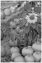 Sunflower and pumpkins. San Jose, California, USA ( black and white)