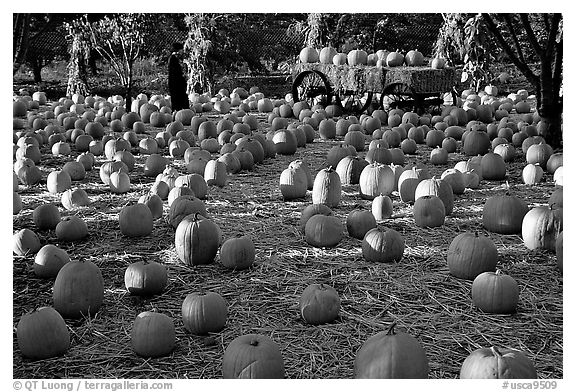 Pumpkin patch. San Jose, California, USA (black and white)