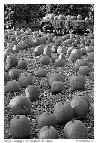 Pumpkin patch. San Jose, California, USA (black and white)