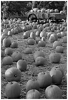 Pumpkin patch. San Jose, California, USA ( black and white)