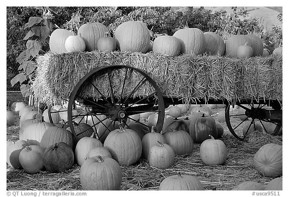 Pumpkin patch. San Jose, California, USA