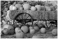 Pumpkin patch. San Jose, California, USA ( black and white)