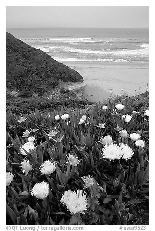 Iceplant flowers and Ocean. San Mateo County, California, USA (black and white)