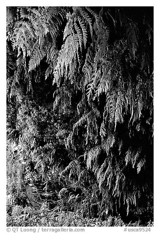 Fern grotto, Wilder Ranch State Park. California, USA (black and white)