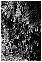 Fern grotto, Wilder Ranch State Park. California, USA (black and white)