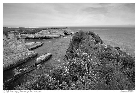 Wildflowers and cliffs, Wilder Ranch State Park, afternoon. California, USA