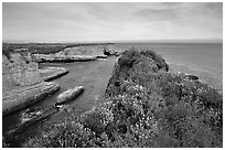 Wildflowers and cliffs, Wilder Ranch State Park, afternoon. California, USA (black and white)