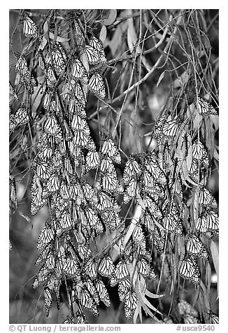 Monarch butterflies, Natural Bridges State Park. Santa Cruz, California, USA