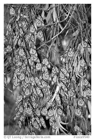 Monarch butterflies, Natural Bridges State Park. Santa Cruz, California, USA