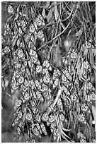 Monarch butterflies, Natural Bridges State Park. Santa Cruz, California, USA (black and white)