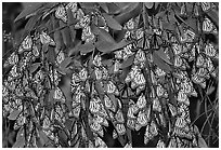 Cluster of Monarch butterflies, Natural Bridges State Park. Santa Cruz, California, USA (black and white)