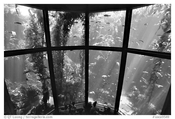 Kelp exhibit, Monterey Aquarium, Monterey. Monterey, California, USA (black and white)