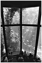 Kelp exhibit, Monterey Aquarium, Monterey. Monterey, California, USA (black and white)