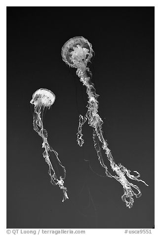Jellyfish exhibit, Monterey Aquarium, Monterey. Monterey, California, USA (black and white)