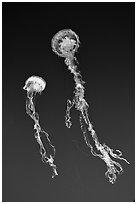 Jellyfish exhibit, Monterey Aquarium, Monterey. Monterey, California, USA ( black and white)