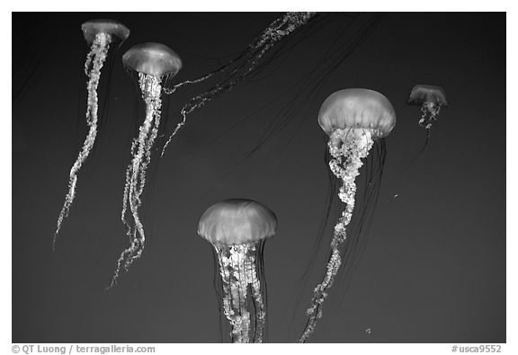 Jellyfish exhibit, Monterey Aquarium, Monterey. Monterey, California, USA (black and white)