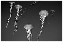 Jellyfish exhibit, Monterey Aquarium, Monterey. Monterey, California, USA (black and white)