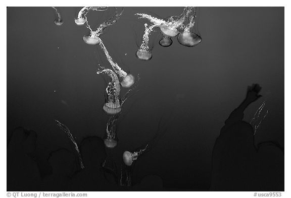 Tourists and Jellyfish, Monterey Aquarium, Monterey. Monterey, California, USA (black and white)