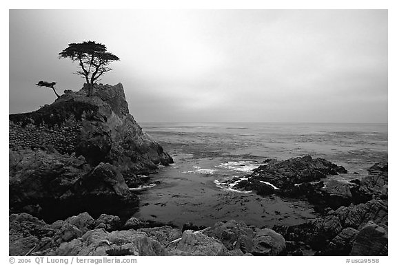 Lone Cypress, sunset, seventeen-mile drive, Pebble Beach. California, USA