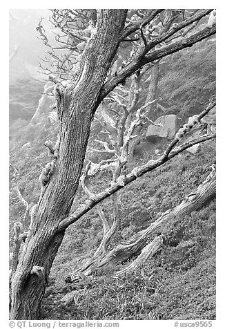 Trees on fog, Allan Memorial Grove. Point Lobos State Preserve, California, USA