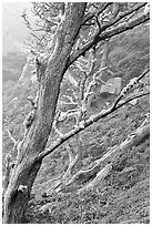 Trees on fog, Allan Memorial Grove. Point Lobos State Preserve, California, USA (black and white)