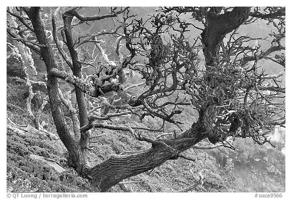 Carotene-covered cypress in fog, Allan Memorial Grove. Point Lobos State Preserve, California, USA