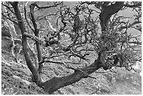 Carotene-covered cypress in fog, Allan Memorial Grove. Point Lobos State Preserve, California, USA ( black and white)