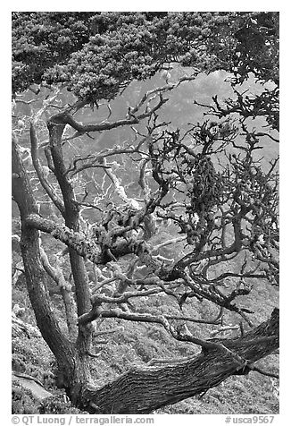 Trees covered with Carotene, Allan Memorial Grove. Point Lobos State Preserve, California, USA