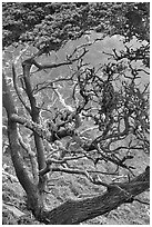 Trees covered with Carotene, Allan Memorial Grove. Point Lobos State Preserve, California, USA ( black and white)
