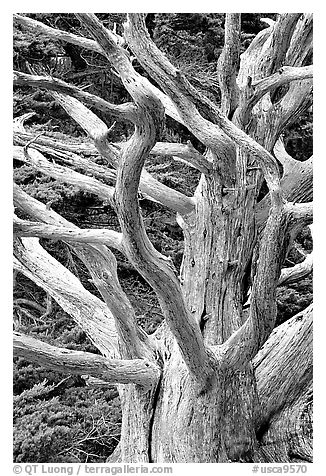 Tree skeleton. Point Lobos State Preserve, California, USA (black and white)