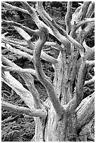 Tree skeleton. Point Lobos State Preserve, California, USA ( black and white)