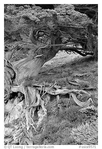 Roots of Veteran cypress tree. Point Lobos State Preserve, California, USA (black and white)