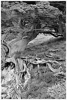 Roots of Veteran cypress tree. Point Lobos State Preserve, California, USA (black and white)