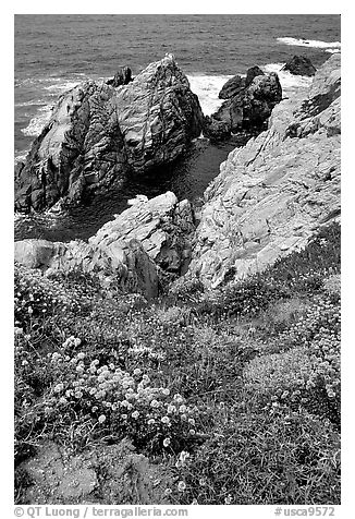 Pinnacle Cove and wildflowers. Point Lobos State Preserve, California, USA (black and white)