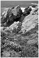 Pinnacle Cove and wildflowers. Point Lobos State Preserve, California, USA (black and white)