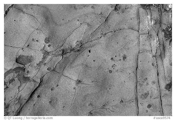 Rock incrustations,  Weston Beach. Point Lobos State Preserve, California, USA (black and white)