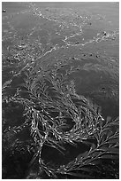 Kelp at ocean surface. Point Lobos State Preserve, California, USA (black and white)