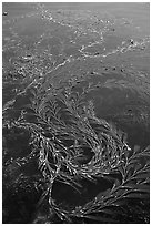 Kelp at ocean surface. Point Lobos State Preserve, California, USA (black and white)