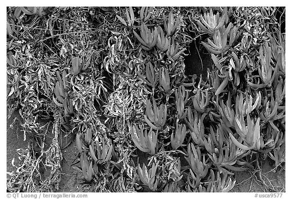 Ice plant. Carmel-by-the-Sea, California, USA