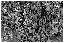 Ice plant. Carmel-by-the-Sea, California, USA ( black and white)