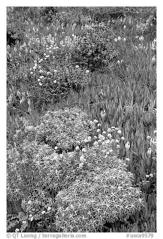 Flowers and ice plant. Carmel-by-the-Sea, California, USA