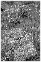 Flowers and ice plant. Carmel-by-the-Sea, California, USA ( black and white)