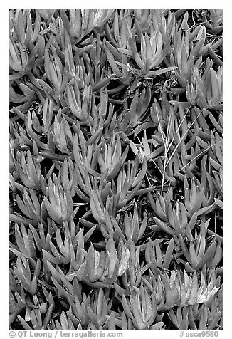 Ice plant. Carmel-by-the-Sea, California, USA (black and white)