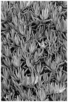 Ice plant. Carmel-by-the-Sea, California, USA (black and white)