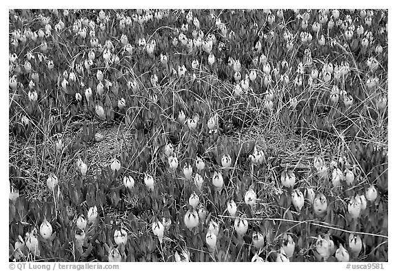 Ice plant with flowers, Carmel River State Beach. Carmel-by-the-Sea, California, USA (black and white)