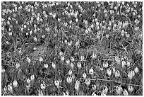 Ice plant with flowers, Carmel River State Beach. Carmel-by-the-Sea, California, USA ( black and white)