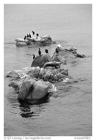 Rocks with birds and seals. Pacific Grove, California, USA (black and white)